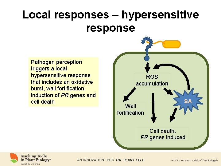 Local responses – hypersensitive response Pathogen perception triggers a local hypersensitive response that includes