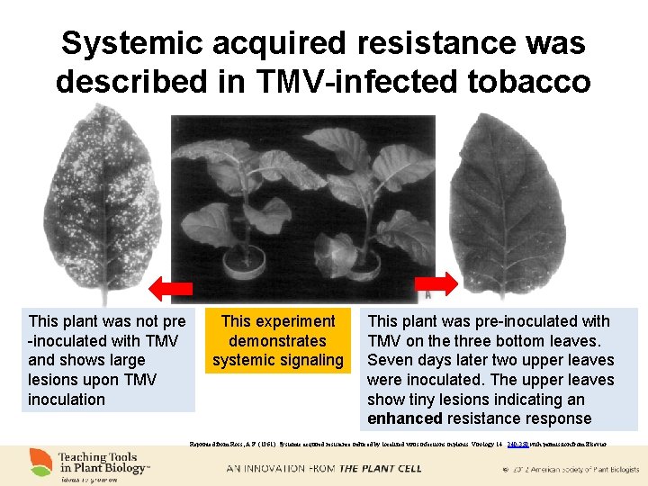 Systemic acquired resistance was described in TMV-infected tobacco This plant was not pre -inoculated