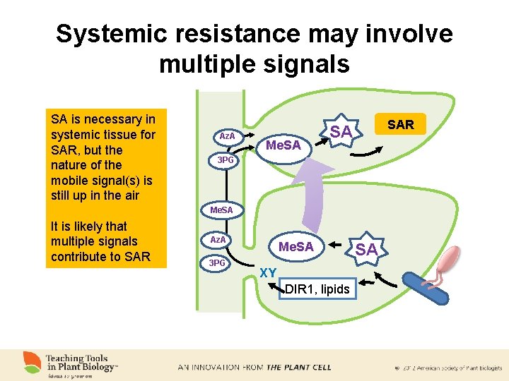 Systemic resistance may involve multiple signals SA is necessary in systemic tissue for SAR,
