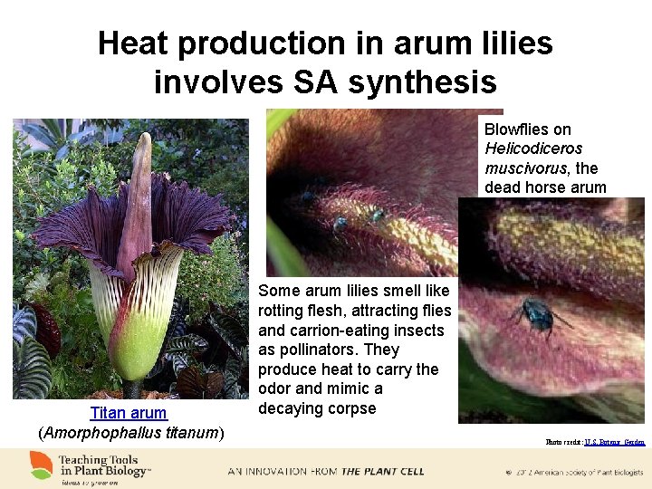 Heat production in arum lilies involves SA synthesis Blowflies on Helicodiceros muscivorus, the dead