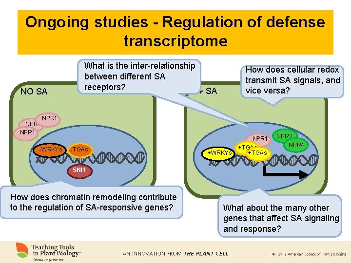 Ongoing studies - Regulation of defense transcriptome NO SA NPR 1 What is the