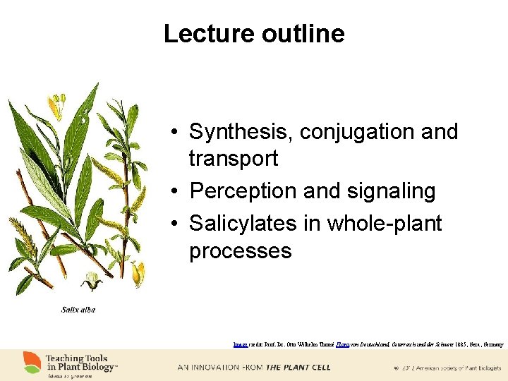 Lecture outline • Synthesis, conjugation and transport • Perception and signaling • Salicylates in
