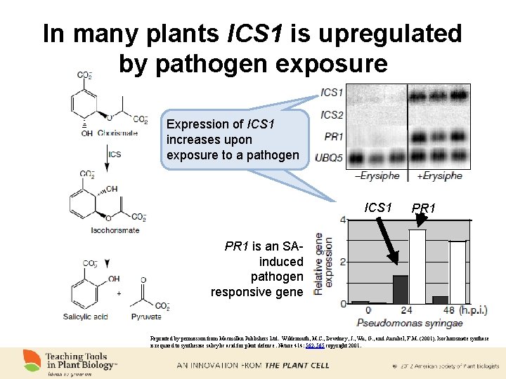 In many plants ICS 1 is upregulated by pathogen exposure Expression of ICS 1