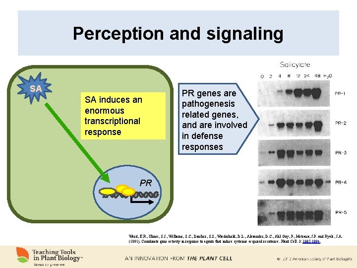 Perception and signaling SA SA induces an enormous transcriptional response PR genes are pathogenesis