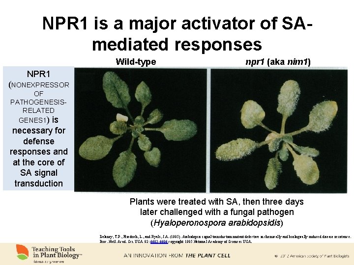 NPR 1 is a major activator of SAmediated responses Wild-type npr 1 (aka nim