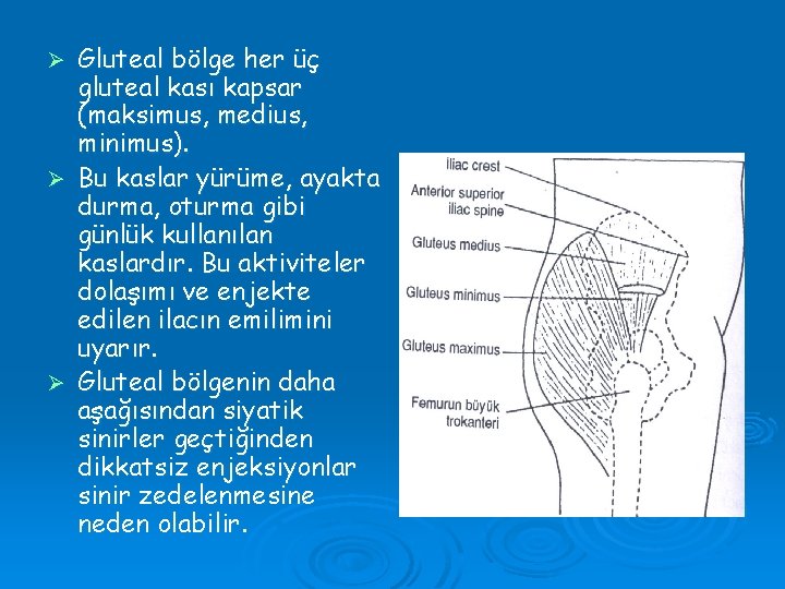 Gluteal bölge her üç gluteal kası kapsar (maksimus, medius, minimus). Ø Bu kaslar yürüme,