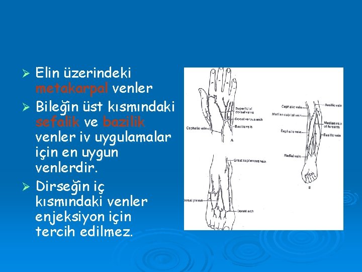 Elin üzerindeki metakarpal venler Ø Bileğin üst kısmındaki sefalik ve bazilik venler iv uygulamalar