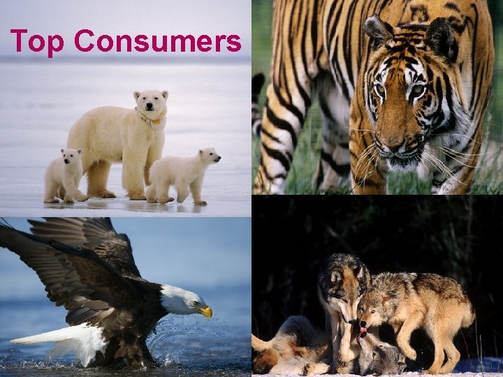 Top Consumers 