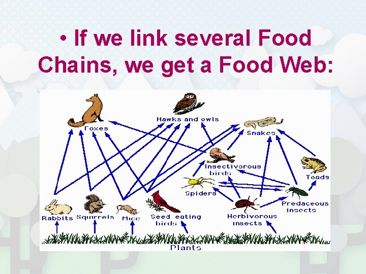  • If we link several Food Chains, we get a Food Web: 