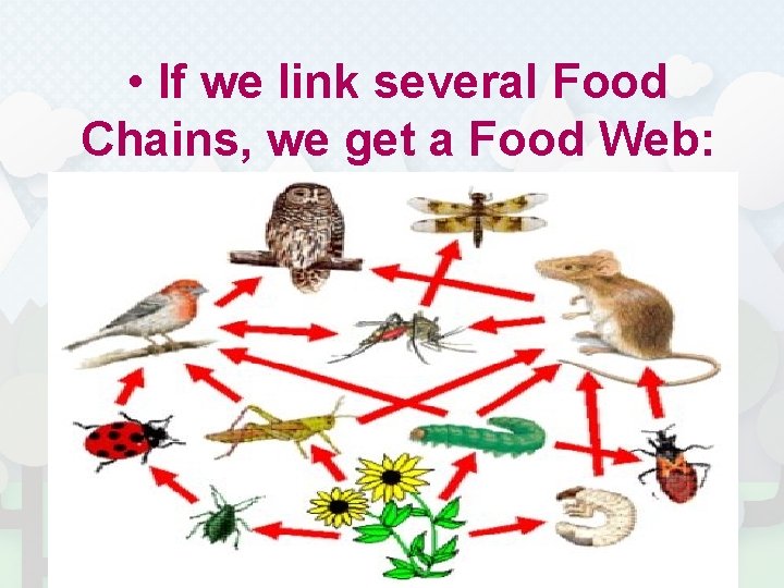  • If we link several Food Chains, we get a Food Web: 