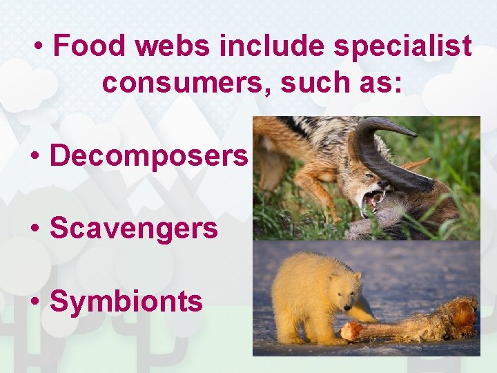  • Food webs include specialist consumers, such as: • Decomposers • Scavengers •