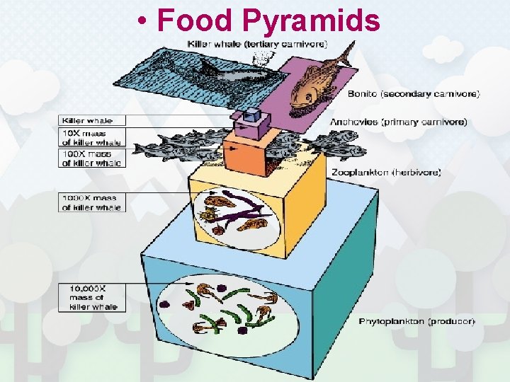  • Food Pyramids 