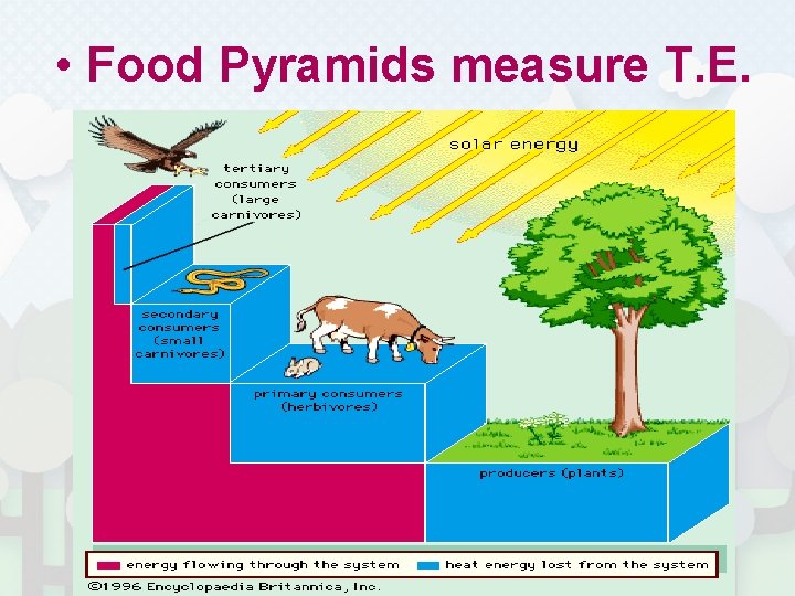  • Food Pyramids measure T. E. 