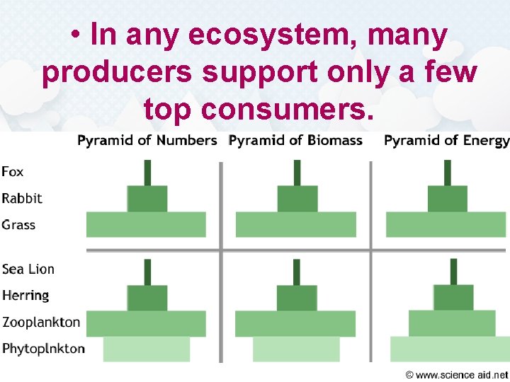  • In any ecosystem, many producers support only a few top consumers. 