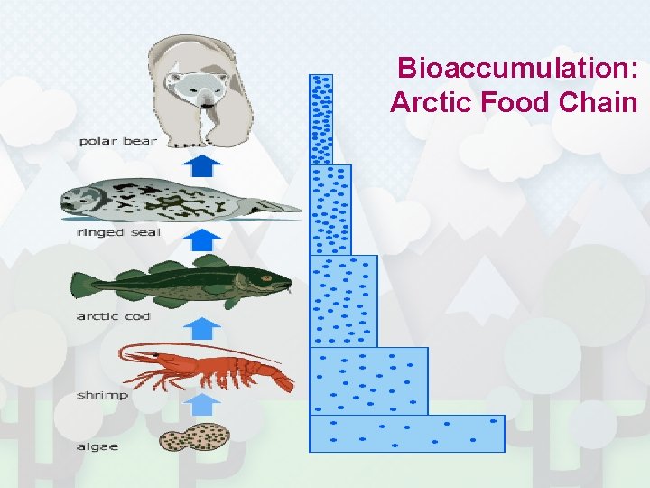 Bioaccumulation: Arctic Food Chain 