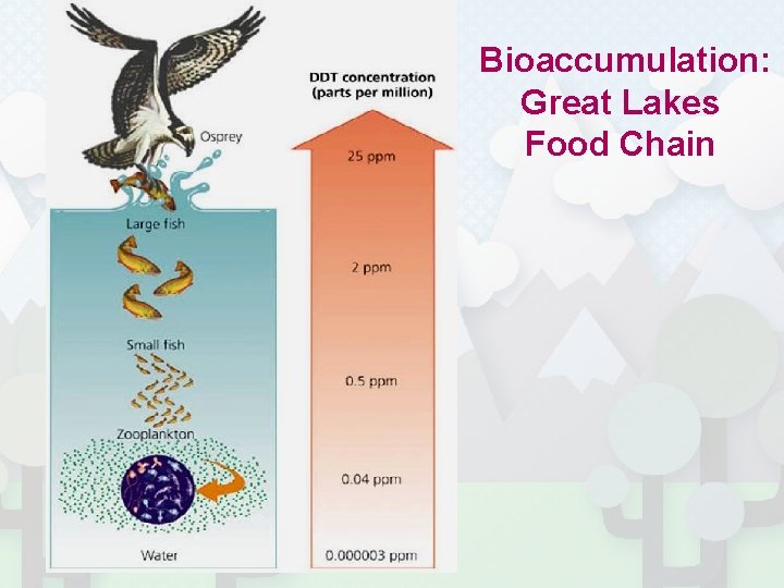 Bioaccumulation: Great Lakes Food Chain 
