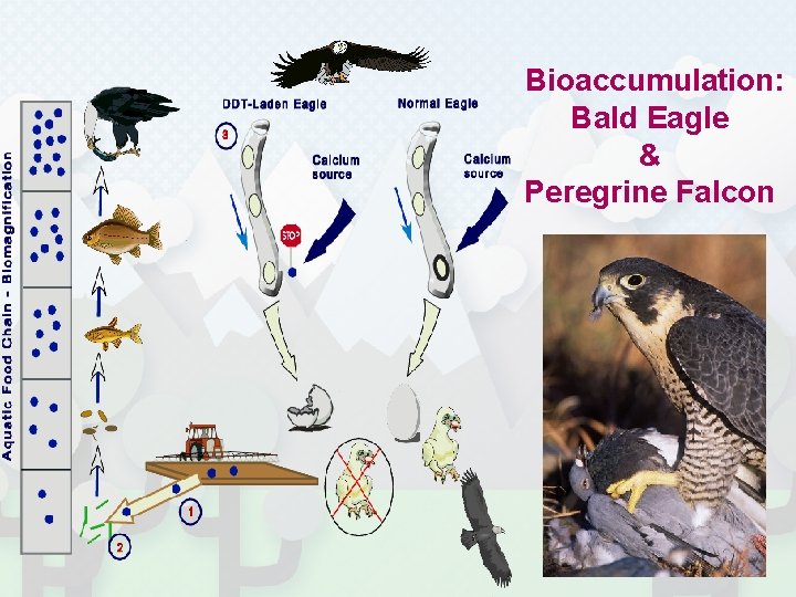 Bioaccumulation: Bald Eagle & Peregrine Falcon 