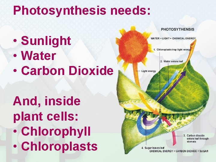 Photosynthesis needs: • Sunlight • Water • Carbon Dioxide And, inside plant cells: •
