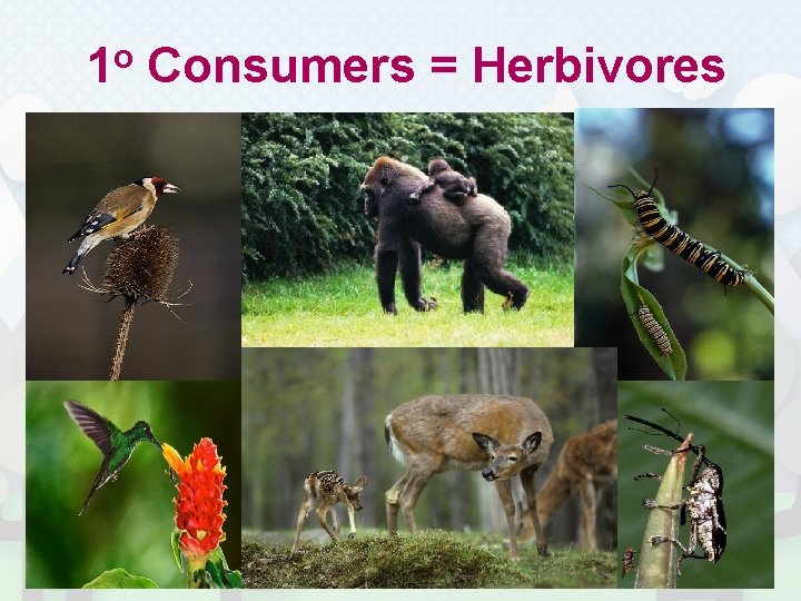 1 o Consumers = Herbivores 