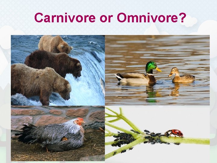 Carnivore or Omnivore? 