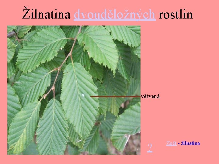 Žilnatina dvouděložných rostlin větvená ? Zpět - žilnatina 