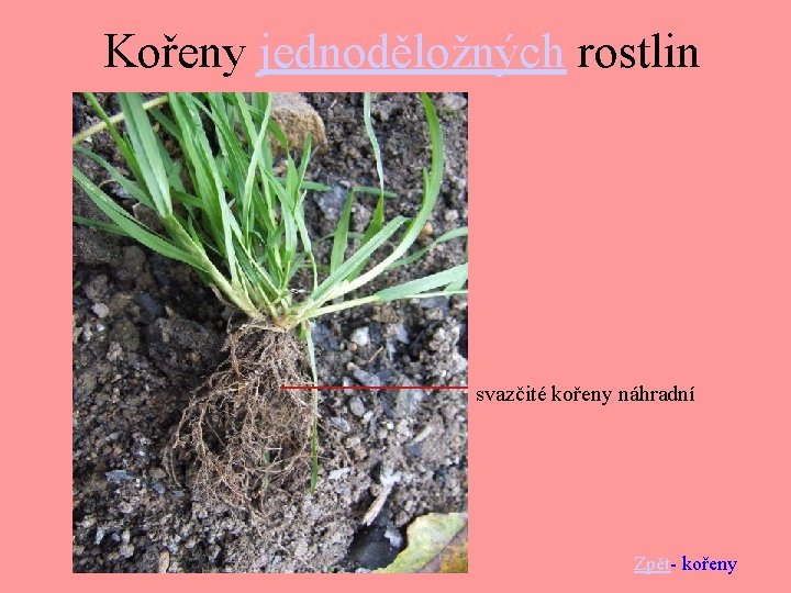 Kořeny jednoděložných rostlin svazčité kořeny náhradní Zpět- kořeny 