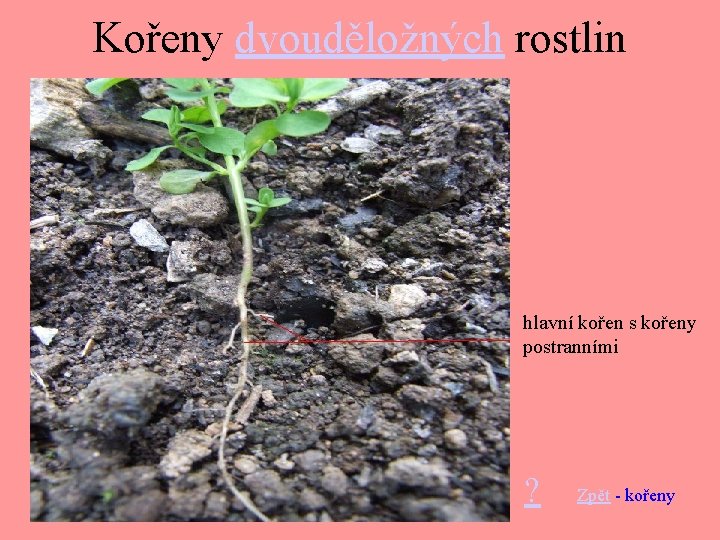 Kořeny dvouděložných rostlin hlavní kořen s kořeny postranními ? Zpět - kořeny 
