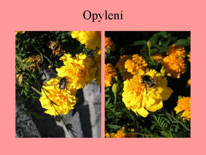 Opylení 