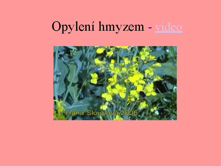 Opylení hmyzem - video 