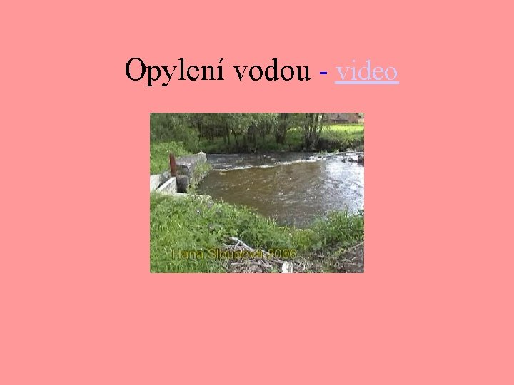 Opylení vodou - video 