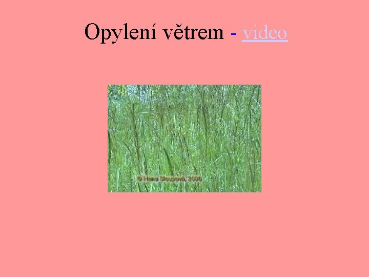 Opylení větrem - video 