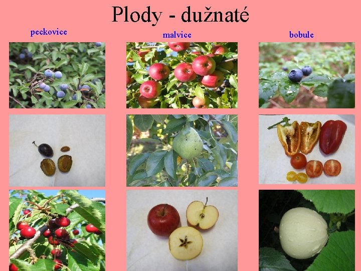 Plody - dužnaté peckovice malvice bobule 
