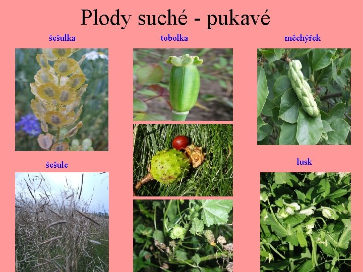 Plody suché - pukavé šešulka šešule tobolka měchýřek lusk 