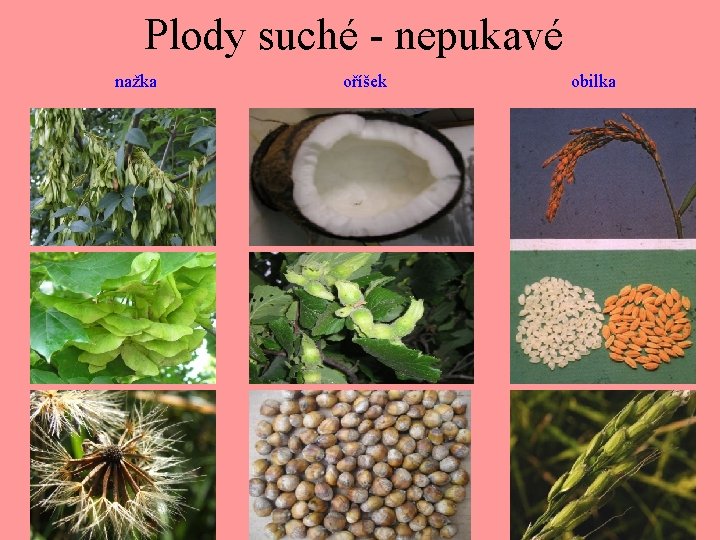 Plody suché - nepukavé nažka oříšek obilka 
