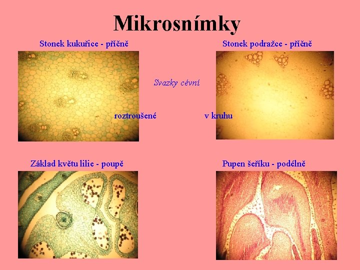 Mikrosnímky Stonek kukuřice - příčně Stonek podražce - příčně Svazky cévní roztroušené Základ květu