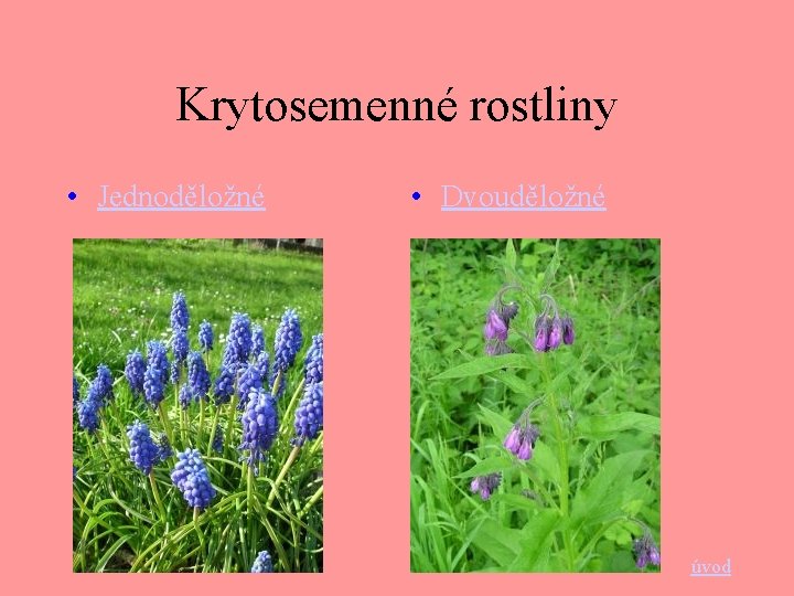 Krytosemenné rostliny • Jednoděložné • Dvouděložné úvod 