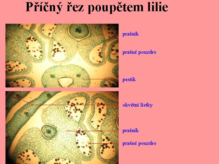 Příčný řez poupětem lilie prašník prašné pouzdro pestík okvětní lístky prašník prašné pouzdro 