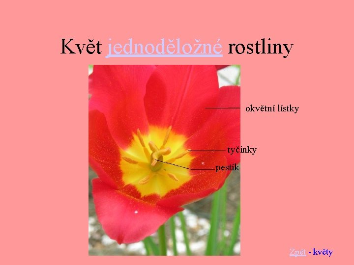 Květ jednoděložné rostliny okvětní lístky tyčinky pestík Zpět - květy 