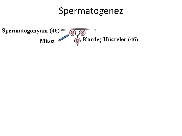 Spermatogenez Spermatogonyum (46) Mitoz Kardeş Hücreler (46) Spermatogenez Spermatogonyum (46) Mitoz Kardeş Hücreler (46)