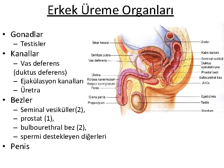 Erkek Üreme Organları • Gonadlar – Testisler • Kanallar – Vas deferens (duktus deferens) Erkek Üreme Organları • Gonadlar – Testisler • Kanallar – Vas deferens (duktus deferens)