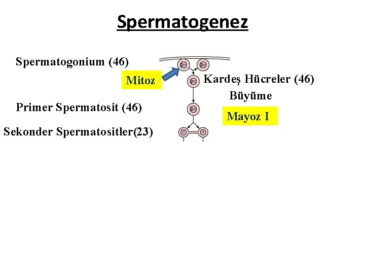 Spermatogenez Spermatogonium (46) Mitoz Primer Spermatosit (46) Sekonder Spermatositler(23) Kardeş Hücreler (46) Büyüme Mayoz Spermatogenez Spermatogonium (46) Mitoz Primer Spermatosit (46) Sekonder Spermatositler(23) Kardeş Hücreler (46) Büyüme Mayoz
