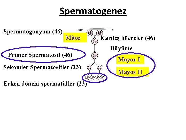 Spermatogenez Spermatogonyum (46) Mitoz Primer Spermatosit (46) Sekonder Spermatositler (23) Erken dönem spermatidler (23) Spermatogenez Spermatogonyum (46) Mitoz Primer Spermatosit (46) Sekonder Spermatositler (23) Erken dönem spermatidler (23)