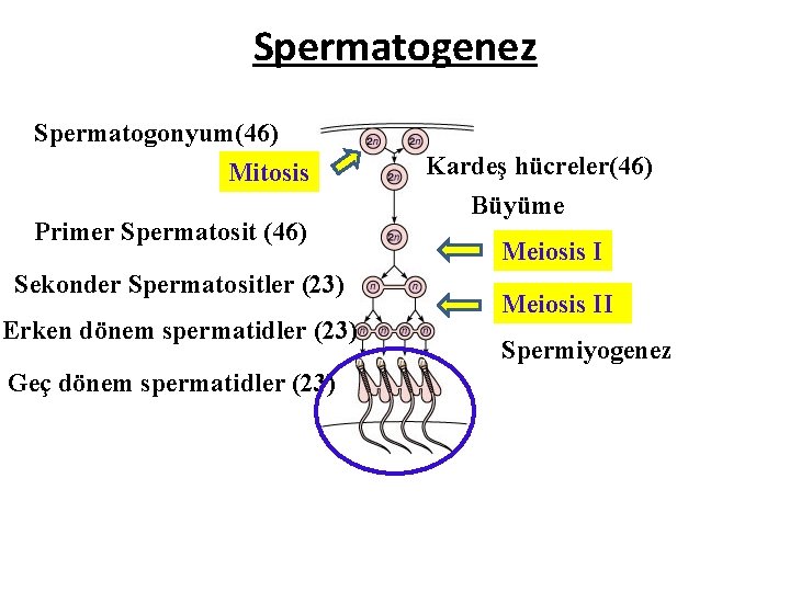 Spermatogenez Spermatogonyum(46) Mitosis Primer Spermatosit (46) Sekonder Spermatositler (23) Erken dönem spermatidler (23) Geç Spermatogenez Spermatogonyum(46) Mitosis Primer Spermatosit (46) Sekonder Spermatositler (23) Erken dönem spermatidler (23) Geç