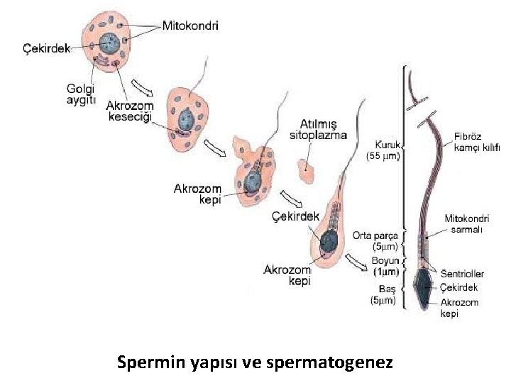 Spermin yapısı ve spermatogenez Spermin yapısı ve spermatogenez