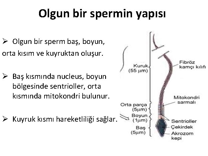 Olgun bir spermin yapısı Ø Olgun bir sperm baş, boyun, orta kısım ve kuyruktan Olgun bir spermin yapısı Ø Olgun bir sperm baş, boyun, orta kısım ve kuyruktan