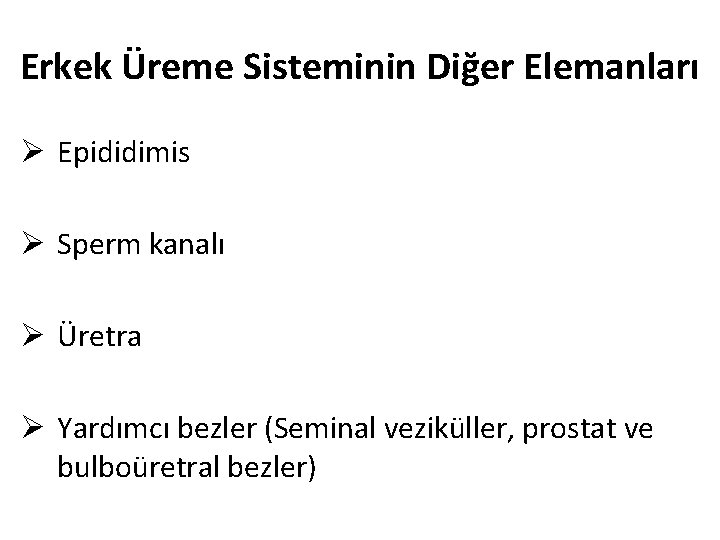 Erkek Üreme Sisteminin Diğer Elemanları Ø Epididimis Ø Sperm kanalı Ø Üretra Ø Yardımcı Erkek Üreme Sisteminin Diğer Elemanları Ø Epididimis Ø Sperm kanalı Ø Üretra Ø Yardımcı