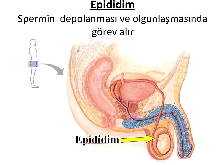 Epididim Spermin depolanması ve olgunlaşmasında görev alır Epididim Spermin depolanması ve olgunlaşmasında görev alır