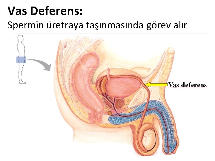 Vas Deferens: Spermin üretraya taşınmasında görev alır Vas Deferens: Spermin üretraya taşınmasında görev alır
