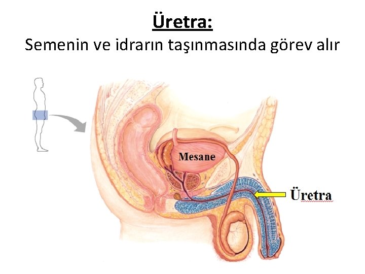 Üretra: Semenin ve idrarın taşınmasında görev alır Üretra: Semenin ve idrarın taşınmasında görev alır