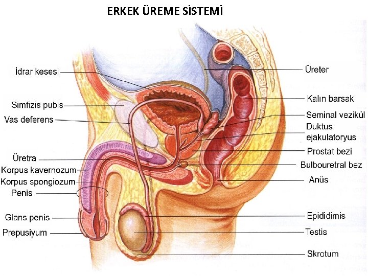 ERKEK ÜREME SİSTEMİ ERKEK ÜREME SİSTEMİ